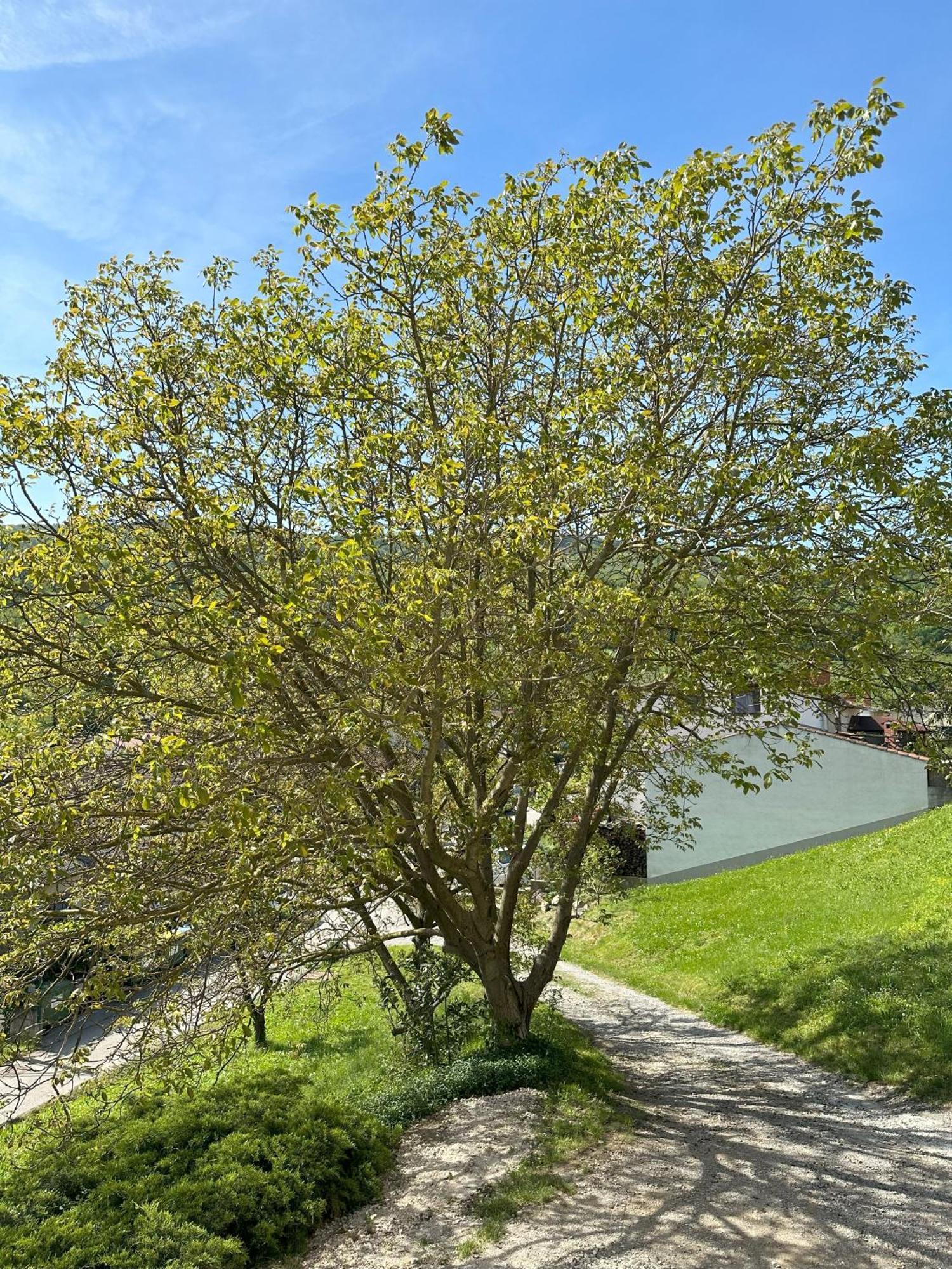 Apartma Anze Samec Dobravlje 외부 사진